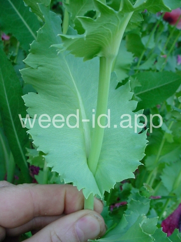 poppy, opium